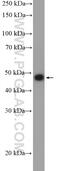 Decorin antibody, 14667-1-AP, Proteintech Group, Western Blot image 