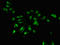 PCI Domain Containing 2 antibody, orb53483, Biorbyt, Immunofluorescence image 