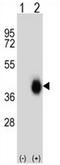 Fc Fragment Of IgA Receptor antibody, AP51639PU-N, Origene, Western Blot image 