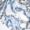 MutS Homolog 3 antibody, LS-C356194, Lifespan Biosciences, Immunohistochemistry frozen image 