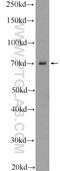 Visual System Homeobox 1 antibody, 23566-1-AP, Proteintech Group, Western Blot image 