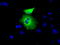 Peroxisomal targeting signal 1 receptor antibody, TA501389, Origene, Immunofluorescence image 