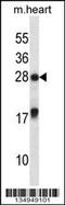 MAX Interactor 1, Dimerization Protein antibody, 58-142, ProSci, Western Blot image 