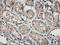 Receptor activity-modifying protein 2 antibody, LS-C173802, Lifespan Biosciences, Immunohistochemistry paraffin image 