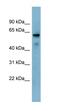 Methyltransferase Like 14 antibody, ab98166, Abcam, Western Blot image 