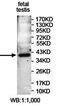 PCNA Clamp Associated Factor antibody, orb78170, Biorbyt, Western Blot image 