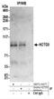 Potassium Channel Tetramerization Domain Containing 3 antibody, NBP2-44277, Novus Biologicals, Western Blot image 