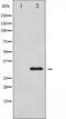 BCL2 Like 1 antibody, TA325263, Origene, Western Blot image 