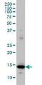 Ribosomal Protein L36a antibody, MBS6003315, MyBioSource, Western Blot image 