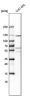 Protein Tyrosine Phosphatase Receptor Type N2 antibody, NBP1-81628, Novus Biologicals, Western Blot image 