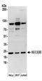 Vesicle-trafficking protein SEC22b antibody, NBP2-37701, Novus Biologicals, Western Blot image 