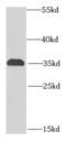 Inducible T Cell Costimulator Ligand antibody, FNab04111, FineTest, Western Blot image 