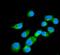 ERLIN2 antibody, A07042-2, Boster Biological Technology, Immunofluorescence image 