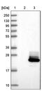 Proline Rich Acidic Protein 1 antibody, PA5-58508, Invitrogen Antibodies, Western Blot image 
