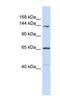 Protocadherin 12 antibody, NBP1-59205, Novus Biologicals, Western Blot image 