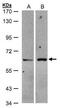 Zinc Finger And SCAN Domain Containing 5A antibody, PA5-28011, Invitrogen Antibodies, Western Blot image 