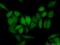 Cyclin D3 antibody, 26755-1-AP, Proteintech Group, Immunofluorescence image 