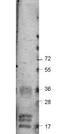 Vascular endothelial growth factor A antibody, orb344658, Biorbyt, Western Blot image 