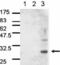 14-3-3 protein antibody, BML-SA479-0025, Enzo Life Sciences, Western Blot image 