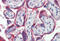 Sis antibody, MBS247170, MyBioSource, Immunohistochemistry frozen image 