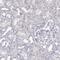 Ankyrin Repeat Domain 65 antibody, PA5-64240, Invitrogen Antibodies, Immunohistochemistry frozen image 