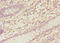 Negative Elongation Factor Complex Member B antibody, A68308-100, Epigentek, Immunohistochemistry paraffin image 