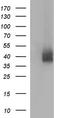 PD-L1 antibody, CF507105, Origene, Western Blot image 