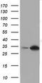 DHEA-ST antibody, TA501658, Origene, Western Blot image 
