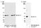 Elongation factor 1-gamma antibody, NB100-2262, Novus Biologicals, Western Blot image 