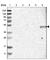 Zinc Finger Protein 350 antibody, HPA001521, Atlas Antibodies, Western Blot image 