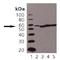 Protein Disulfide Isomerase Family A Member 3 antibody, LS-B3699, Lifespan Biosciences, Western Blot image 