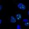 Chromosome 8 Open Reading Frame 34 antibody, NBP2-55670, Novus Biologicals, Immunofluorescence image 