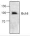 BCL6 Transcription Repressor antibody, ab19011, Abcam, Western Blot image 