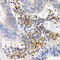 Growth Differentiation Factor 5 antibody, A1928, ABclonal Technology, Immunohistochemistry paraffin image 