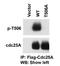 Cell Division Cycle 25A antibody, AP12581PU-N, Origene, Western Blot image 
