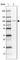 Zinc Finger Protein 281 antibody, HPA051228, Atlas Antibodies, Western Blot image 