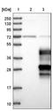 Oligodendrocytic Myelin Paranodal And Inner Loop Protein antibody, NBP1-81656, Novus Biologicals, Western Blot image 