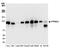 Protein Tyrosine Phosphatase Non-Receptor Type 12 antibody, A700-007, Bethyl Labs, Western Blot image 