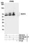 SRY-Box 10 antibody, A700-080, Bethyl Labs, Immunoprecipitation image 