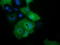 Cilia And Flagella Associated Protein 298 antibody, TA501349, Origene, Immunofluorescence image 