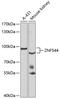 Zinc Finger Protein 544 antibody, 22-892, ProSci, Western Blot image 