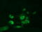 Aryl hydrocarbon receptor nuclear translocator antibody, TA501249, Origene, Immunofluorescence image 