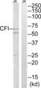 CFI antibody, abx014389, Abbexa, Western Blot image 