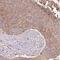 Glutathione S-transferase Mu 4 antibody, FNab03694, FineTest, Immunohistochemistry frozen image 