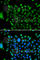 NCOR1 antibody, A7046, ABclonal Technology, Immunofluorescence image 