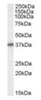 3'(2'), 5'-Bisphosphate Nucleotidase 1 antibody, orb19564, Biorbyt, Western Blot image 