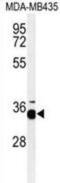 Prohibitin 2 antibody, abx033287, Abbexa, Immunohistochemistry frozen image 