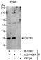 Osteoclast Stimulating Factor 1 antibody, A303-004A, Bethyl Labs, Immunoprecipitation image 
