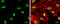 Developmental Pluripotency Associated 4 antibody, GTX118569, GeneTex, Immunofluorescence image 