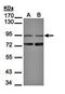 Membrane-associated phosphatidylinositol transfer protein 3 antibody, orb73549, Biorbyt, Western Blot image 